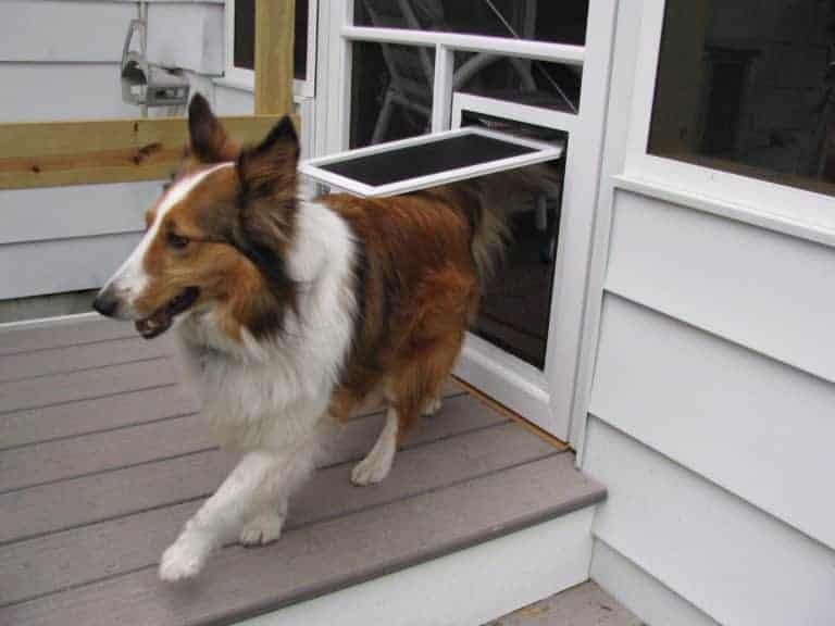 Pet Doors by The Glass Guru, Top Rated Glass Company