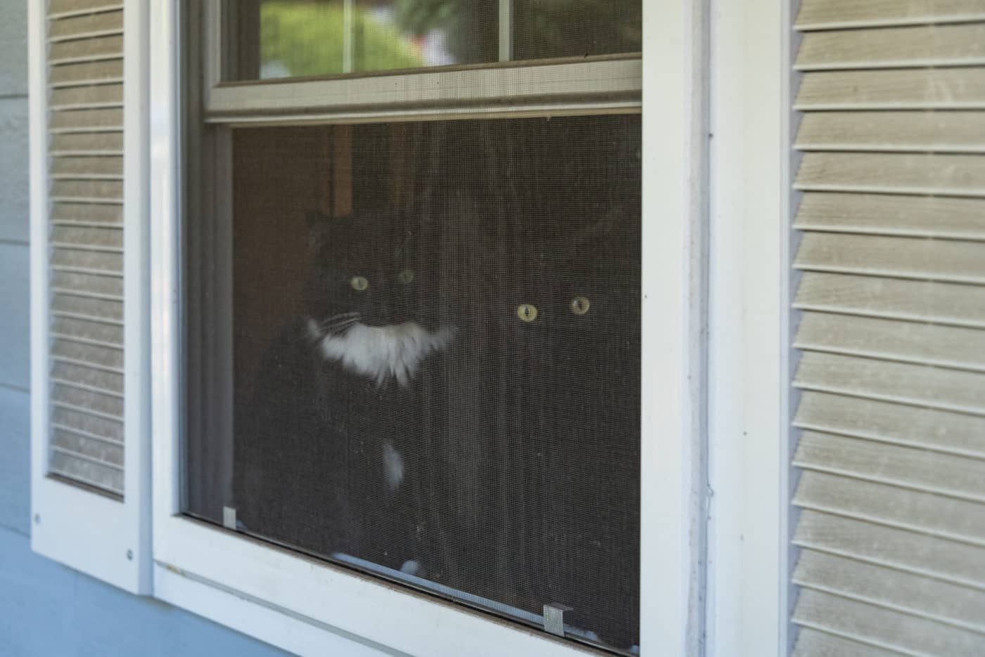 Two black cats looking out of a window with screens.
