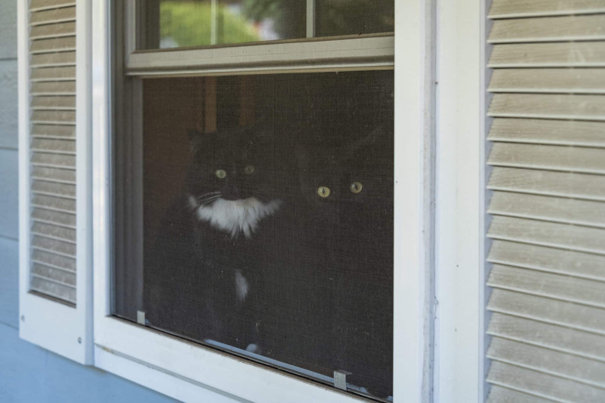 Cats enjoying the breeze from a window with an insect screen. 