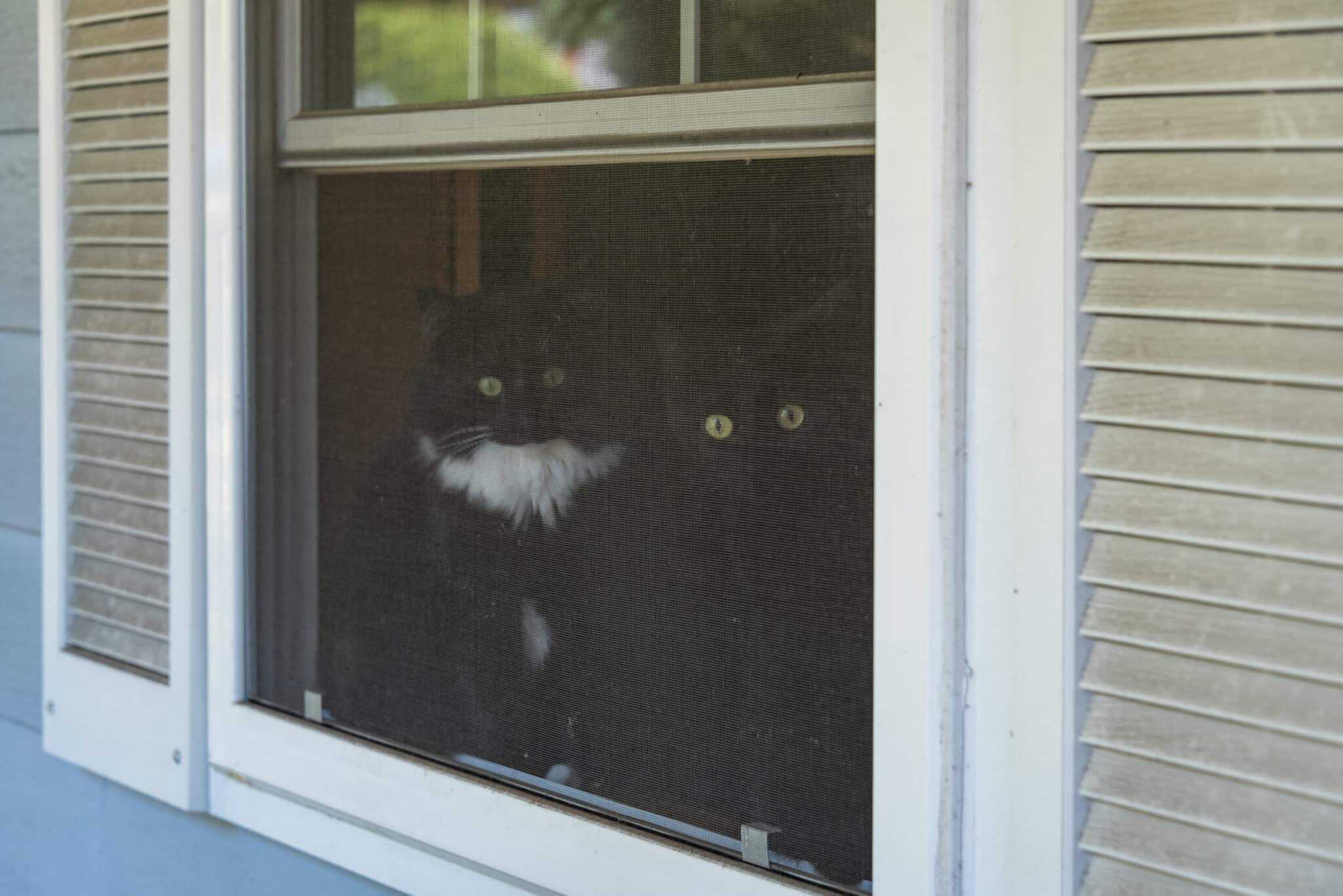 Cats enjoying the breeze from a window with an insect screen. 