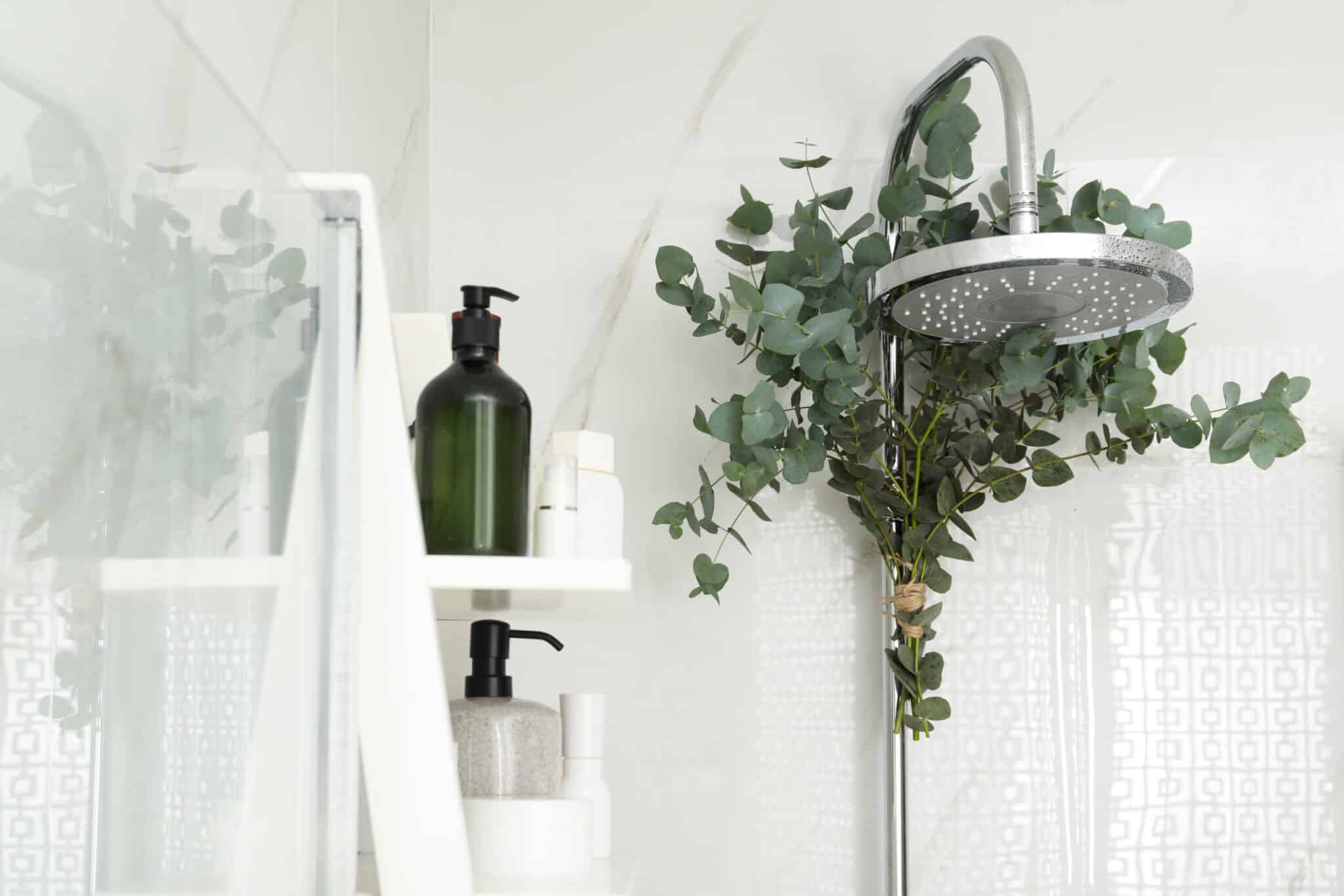 Eucalyptus leaves in the shower to aromatherapy