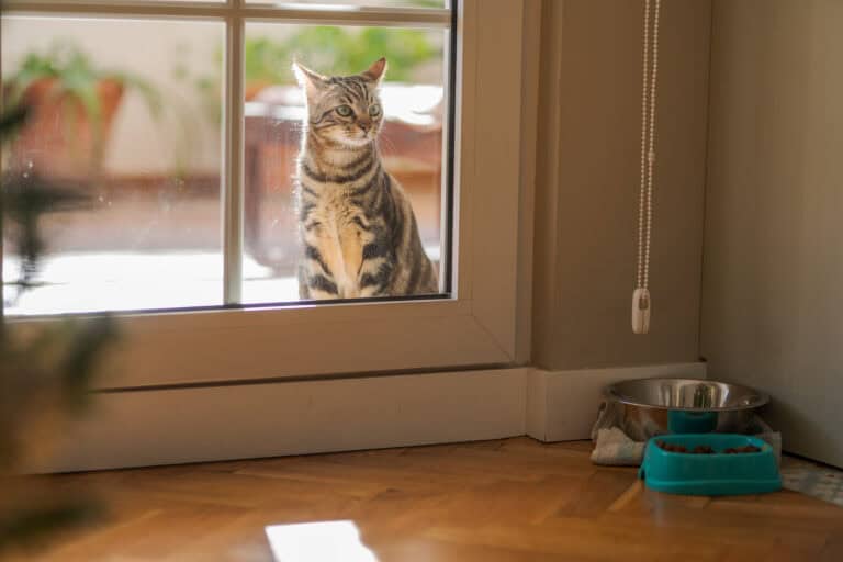 A cat peering curiously out of a window with a pet door nearby.