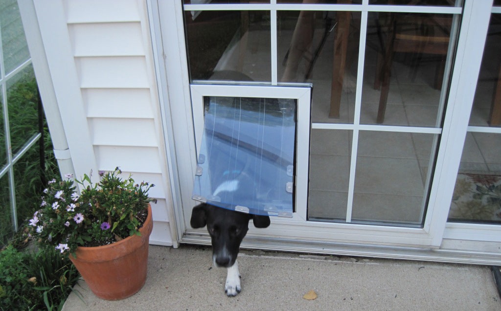 A dog looking out of a sliding glass door.