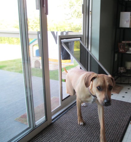 A dog standing in front of a sliding glass door.
